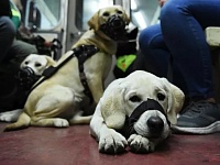 Суд обязал S7 изменить правила перевозки незрячих пассажиров с собаками-проводниками